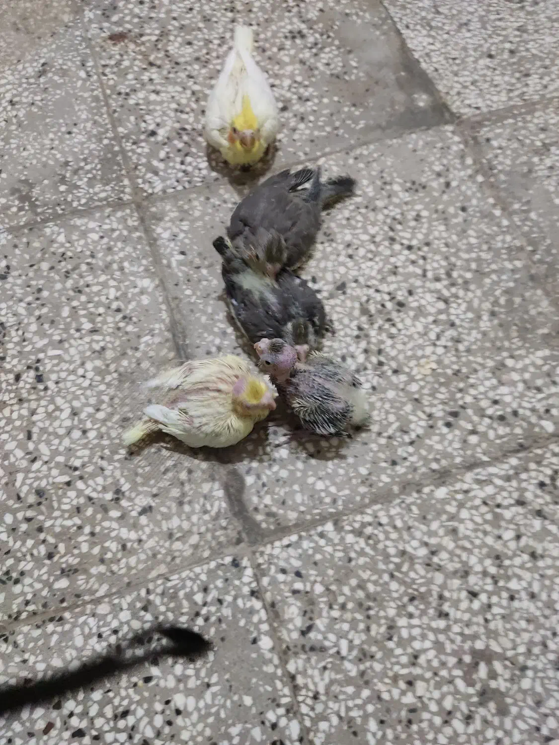 چند غدد جوجه عروس هلندی سالم|پرنده|قائن, |دیوار