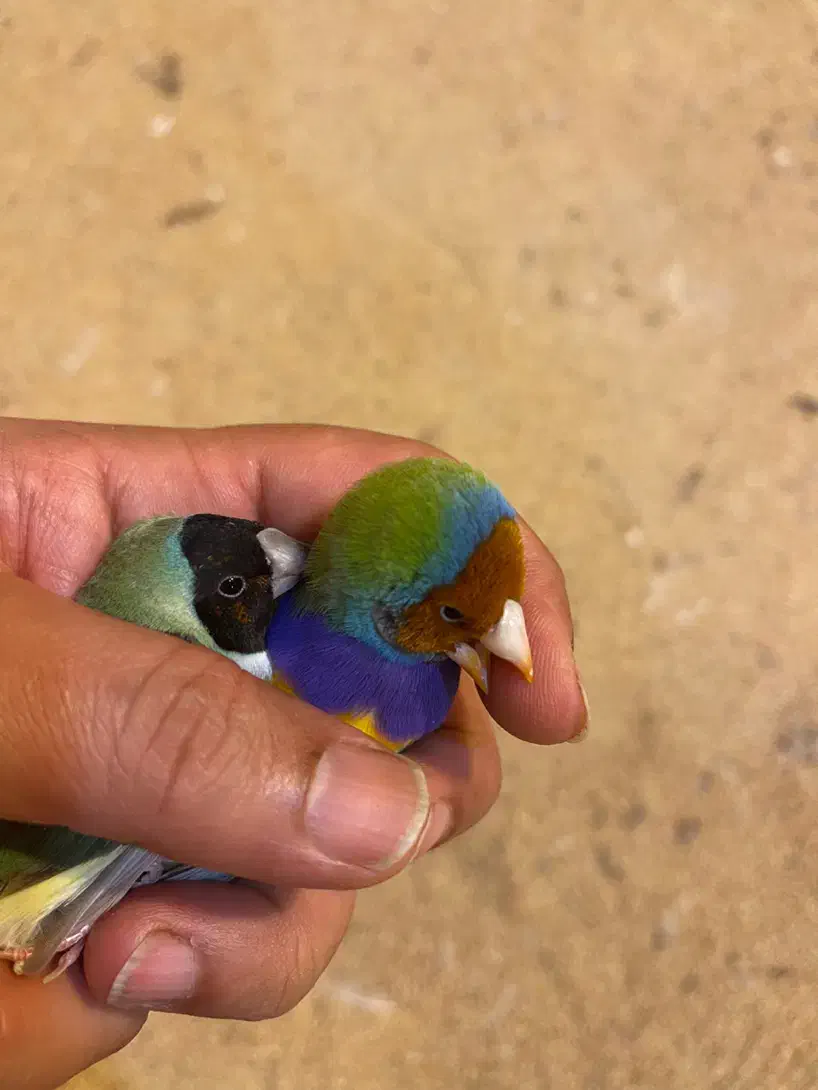 یک جفت فنچ گلدین|پرنده|بابل, |دیوار