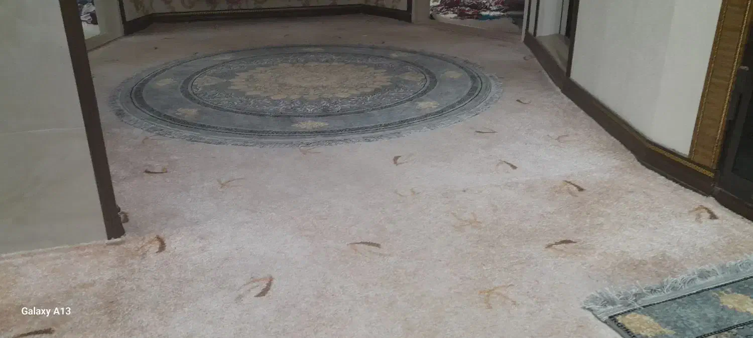 قالی ۱۲ متری|فرش|یزد, |دیوار