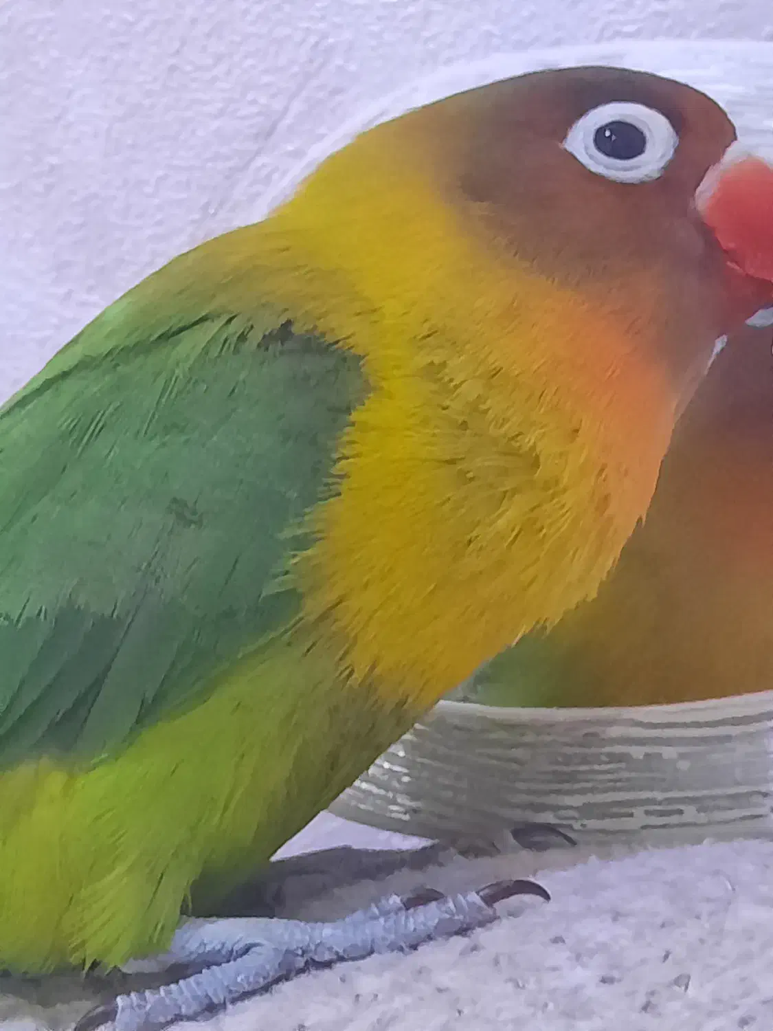 گمشده|حیوانات|قوچان, |دیوار