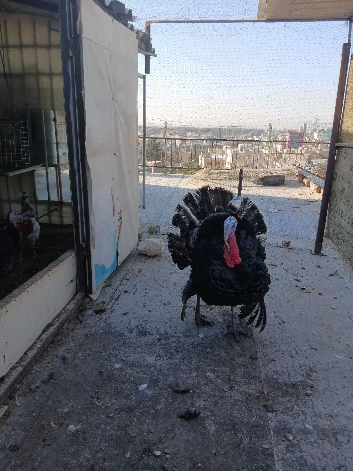 بوغلمون برنز نر|حیوانات مزرعه|کرج, اسلامآباد|دیوار