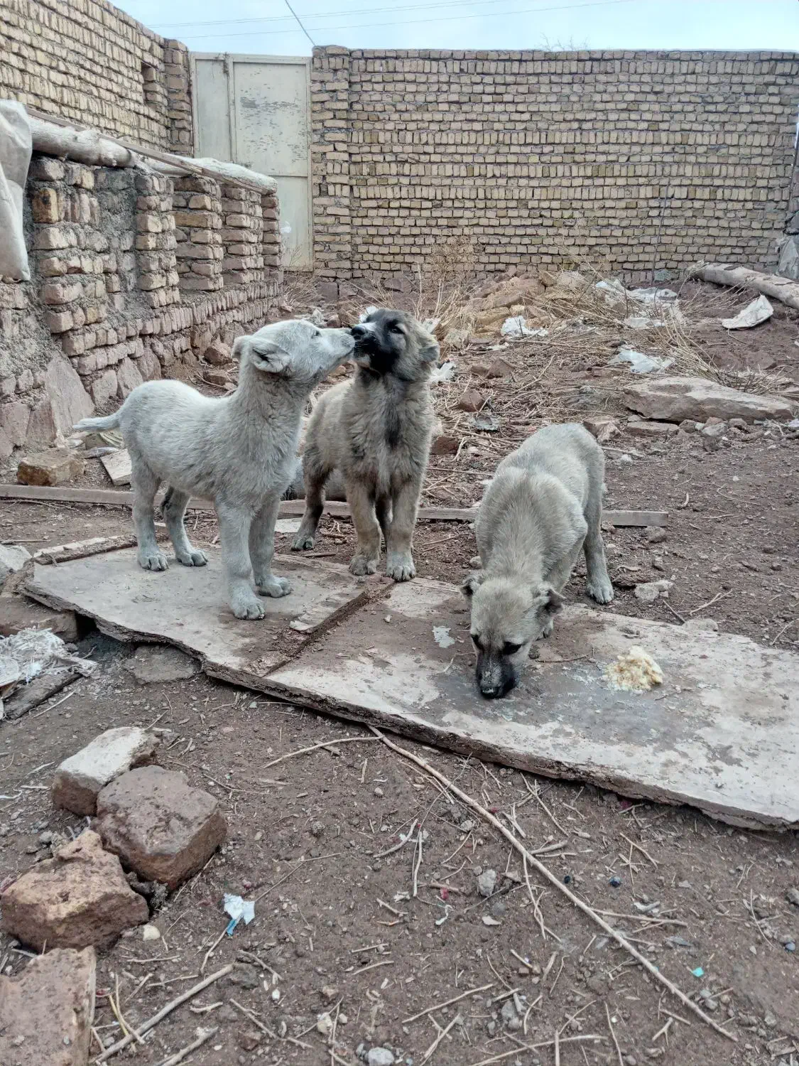 سگ سرابی توله|سگ|چناران, |دیوار