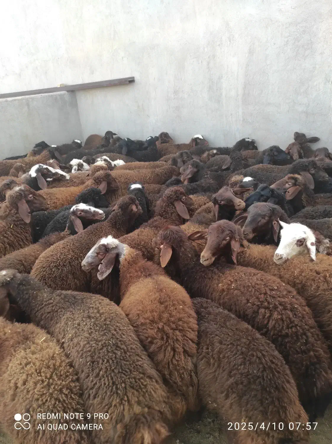 بره دورگ شال|حیوانات مزرعه|قم, نیروگاه|دیوار