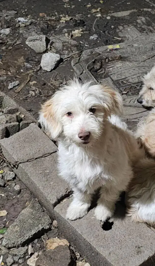 دو قلاده سگ نژاد ترییر|سگ|کوهیخیل, |دیوار