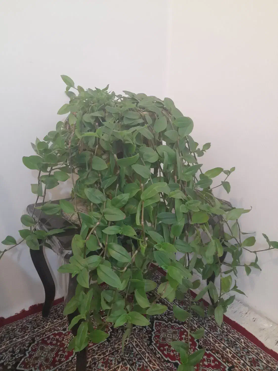 تعدادی گل|گل و گیاه طبیعی|شهرکرد, |دیوار