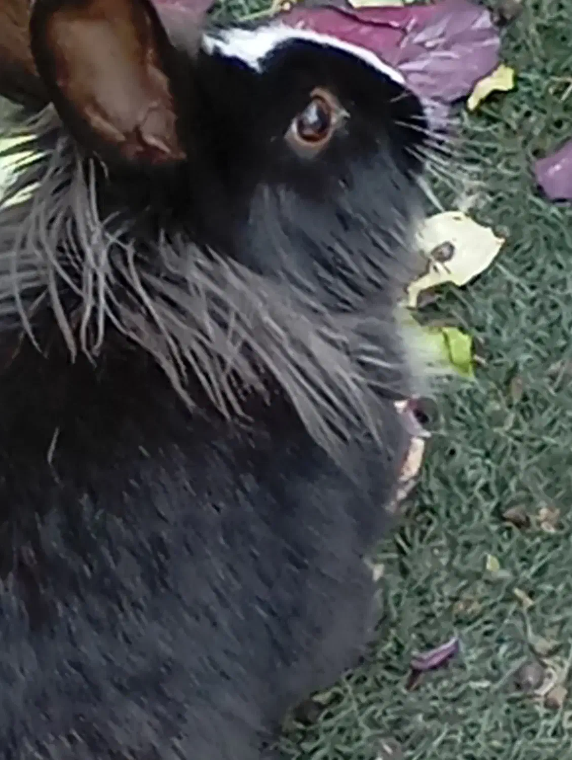 دو عدد خرگوش بالغ نر و ماده از نژاد یال دار|موش و خرگوش|شیراز, گل سرخ|دیوار