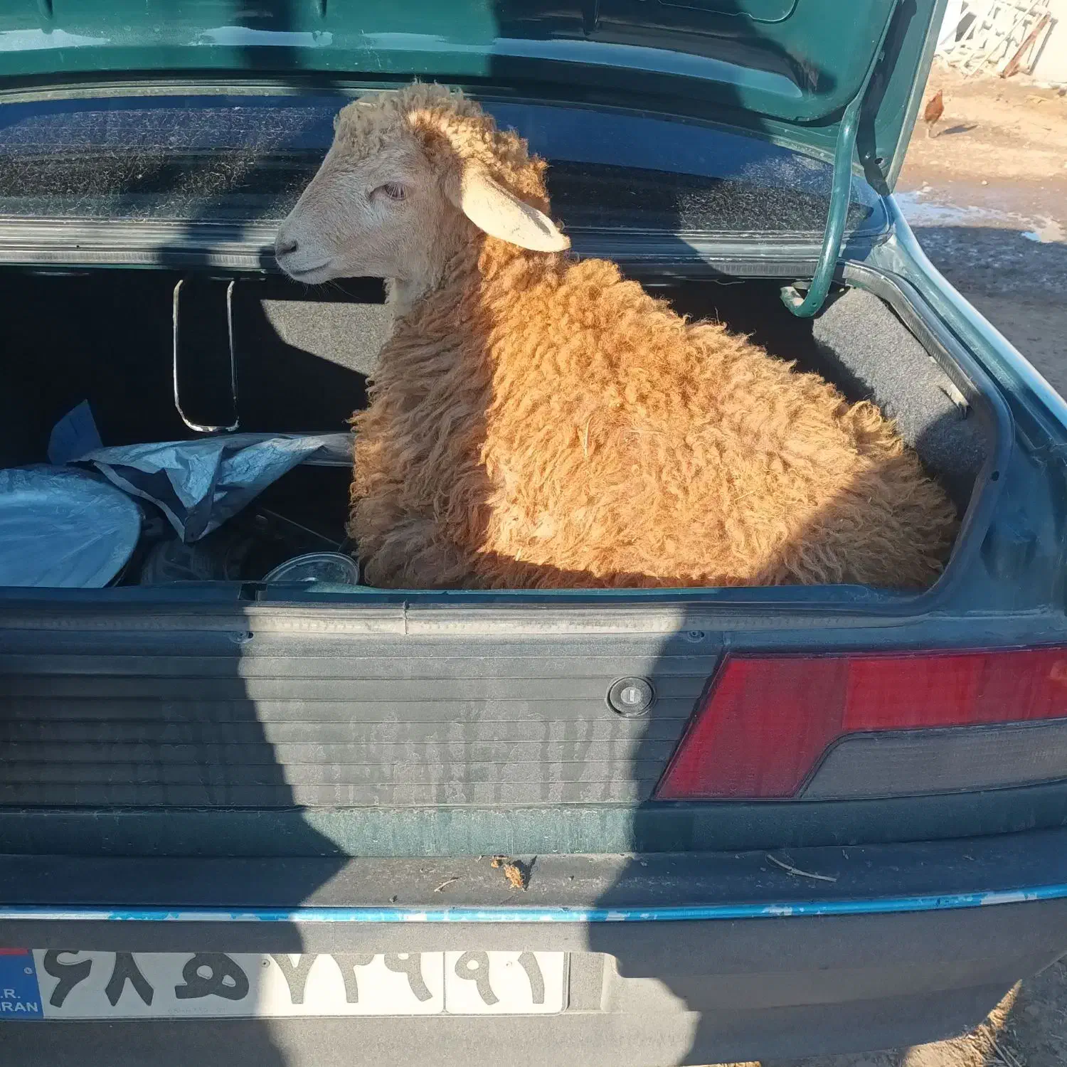 توغلی ، گوسفند همه رقم قربانی|حیوانات مزرعه|اردبیل, |دیوار