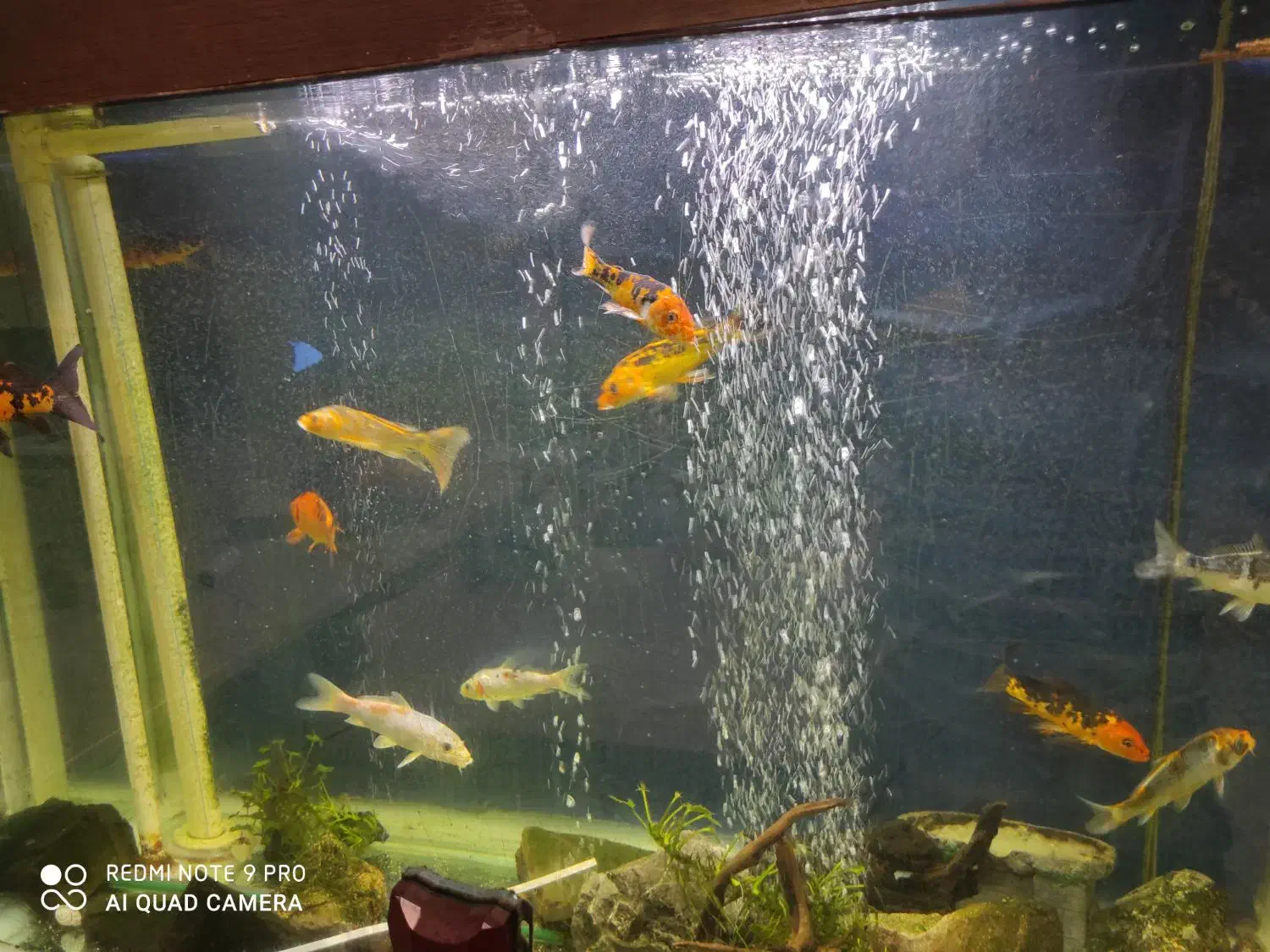 ماهی کوی زیبا در سایز مختلف|ماهی|رشت, علی آباد|دیوار