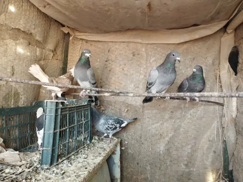 کفتر|پرنده|تربت‌حیدریه, حسنی بالا|دیوار