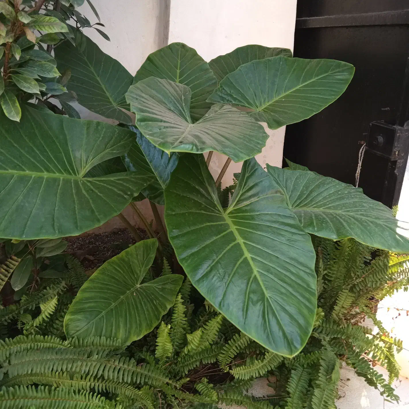 گل باباادم|گل و گیاه طبیعی|ساری, |دیوار