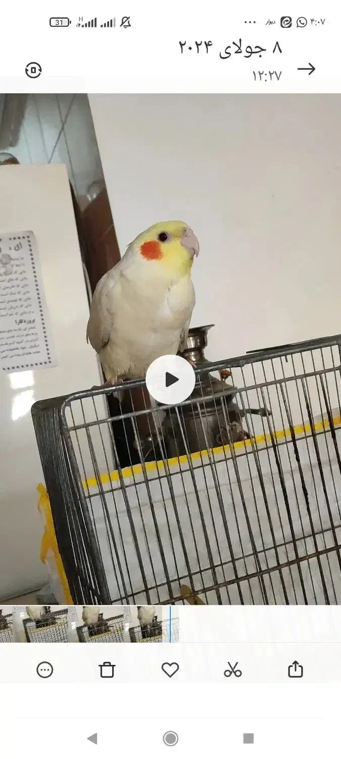 عروس هلندی گمشده|پرنده|کاشان, دشت چال|دیوار