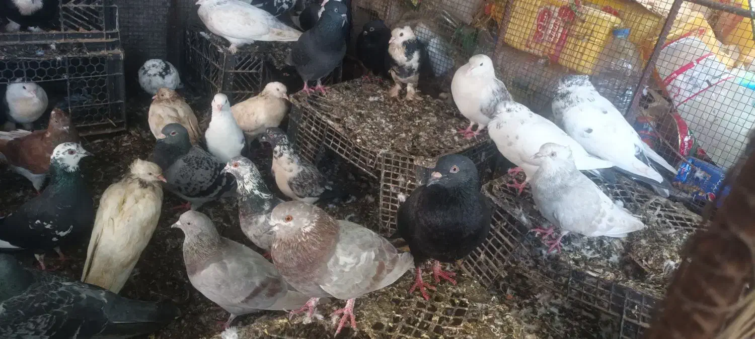 فروش کبوتر|پرنده|میناب, |دیوار