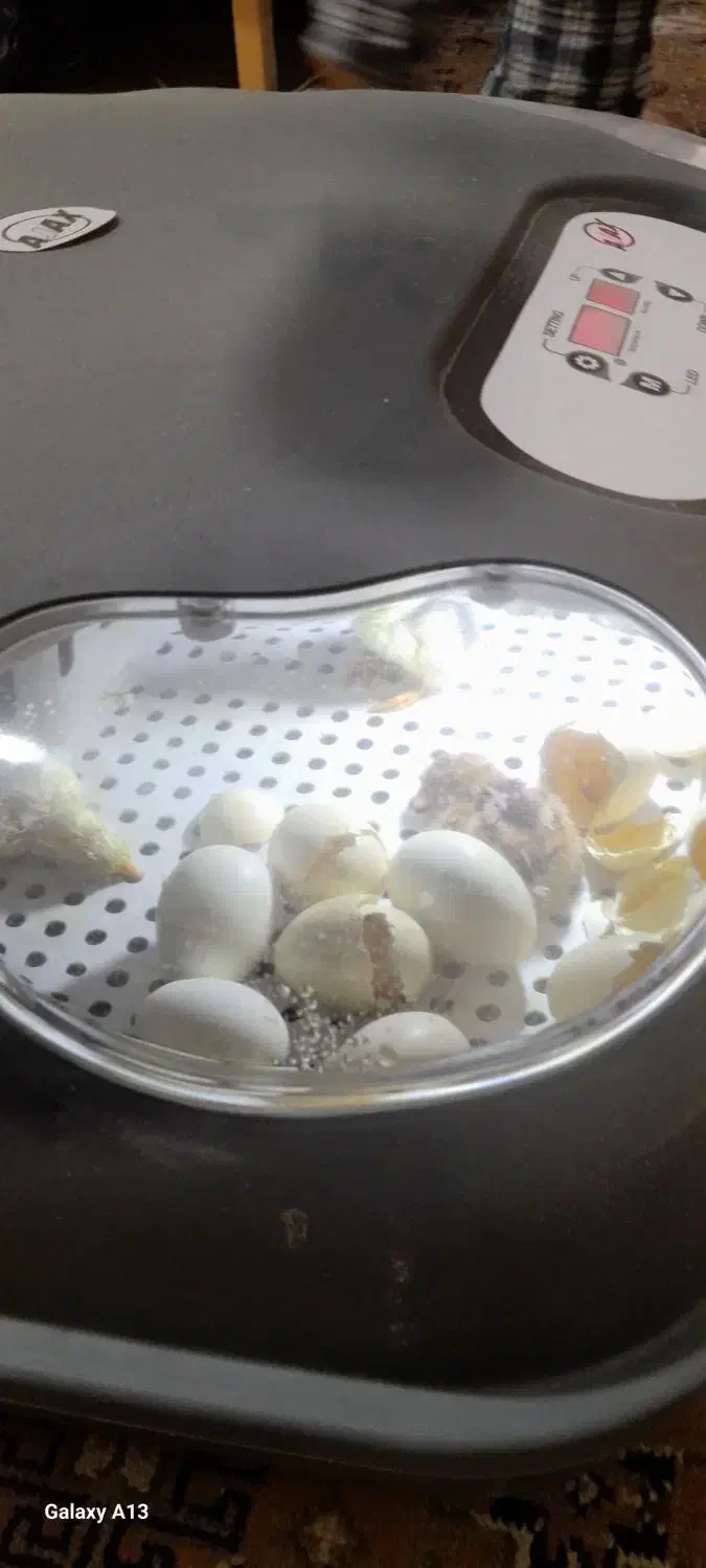 دستگاه جوجه کشی|لوازم جانبی حیوانات|قم, چهل درخت|دیوار