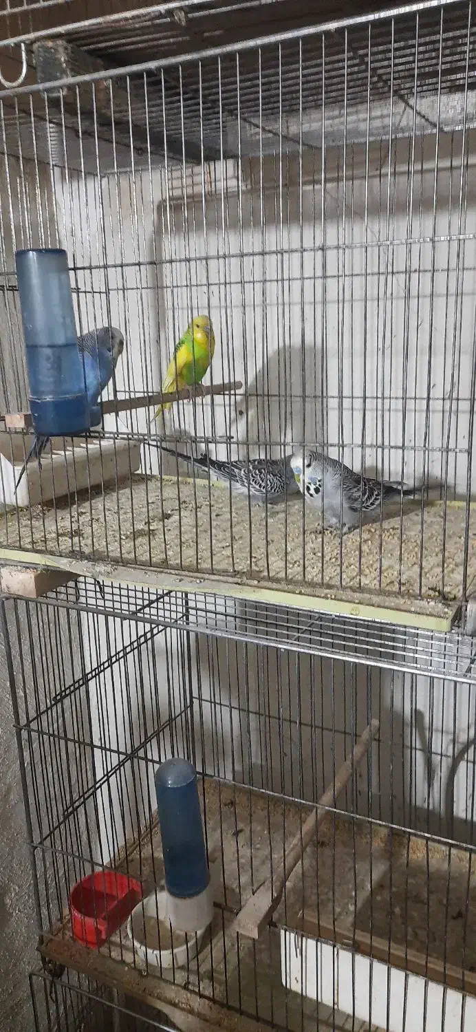 ۴عدد قفس بزرگ ۸عدد جوجه پران|پرنده|تبریز, |دیوار