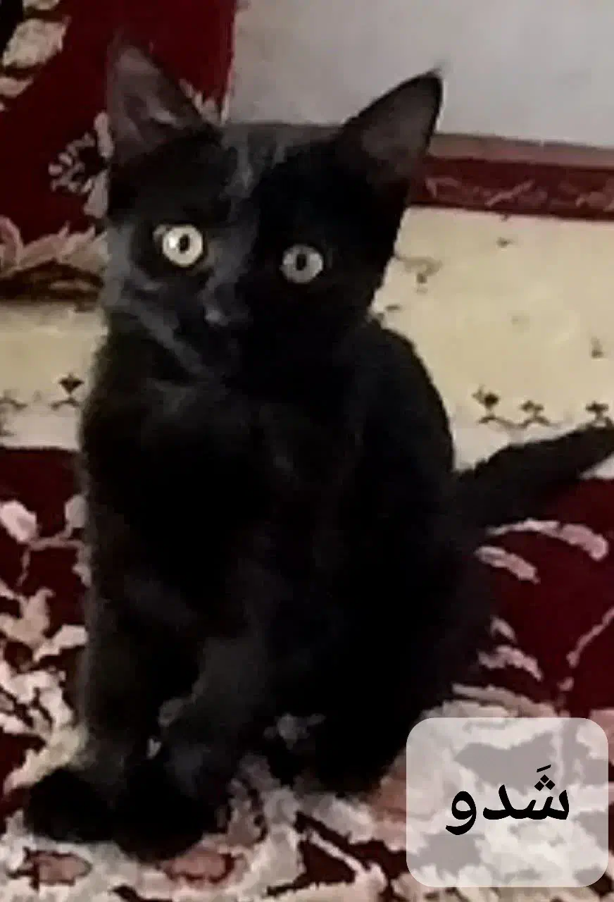 واگذاری رایگان بچه گربه|گربه|مشهد, شهید شهریاری|دیوار