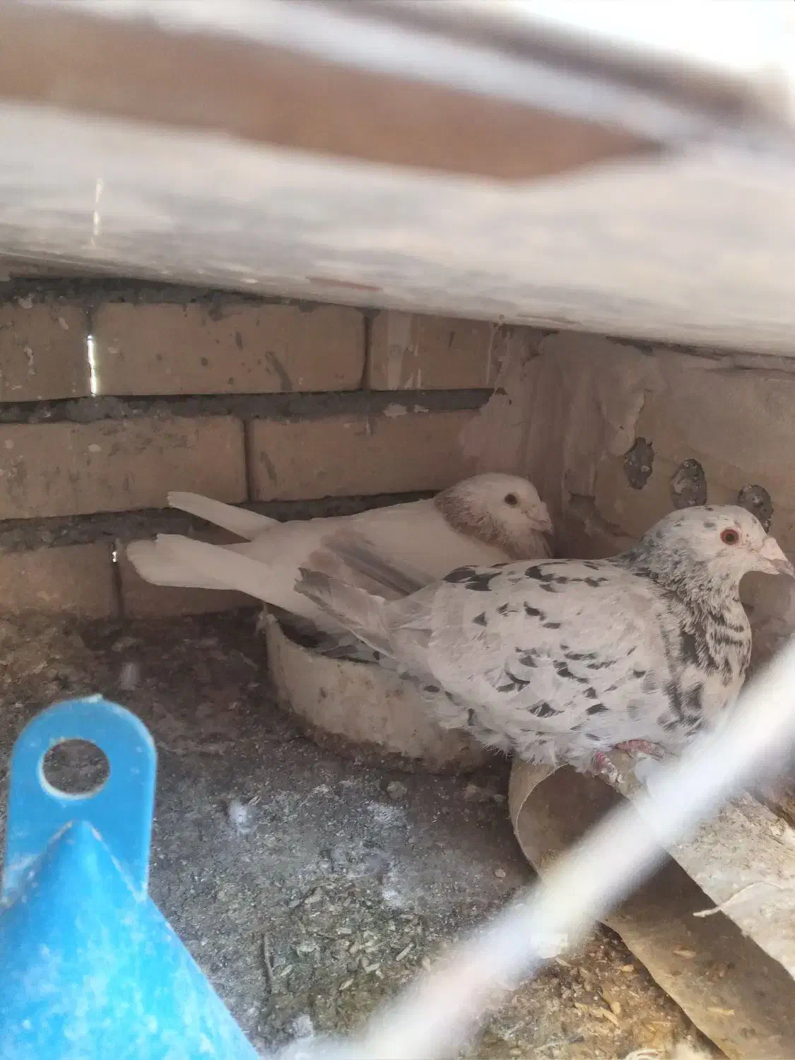 کفتر سار|پرنده|رادکان, |دیوار