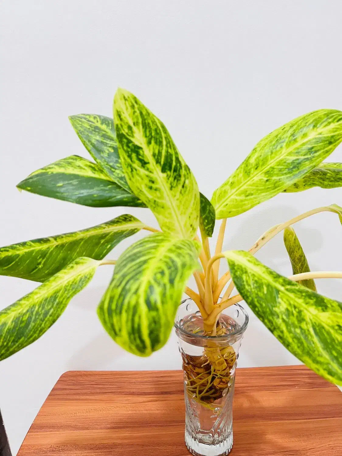 آگلونما طلایی دو بوته بزرگ شاداب و سالم کنگان|گل و گیاه طبیعی|بندر کنگان, |دیوار