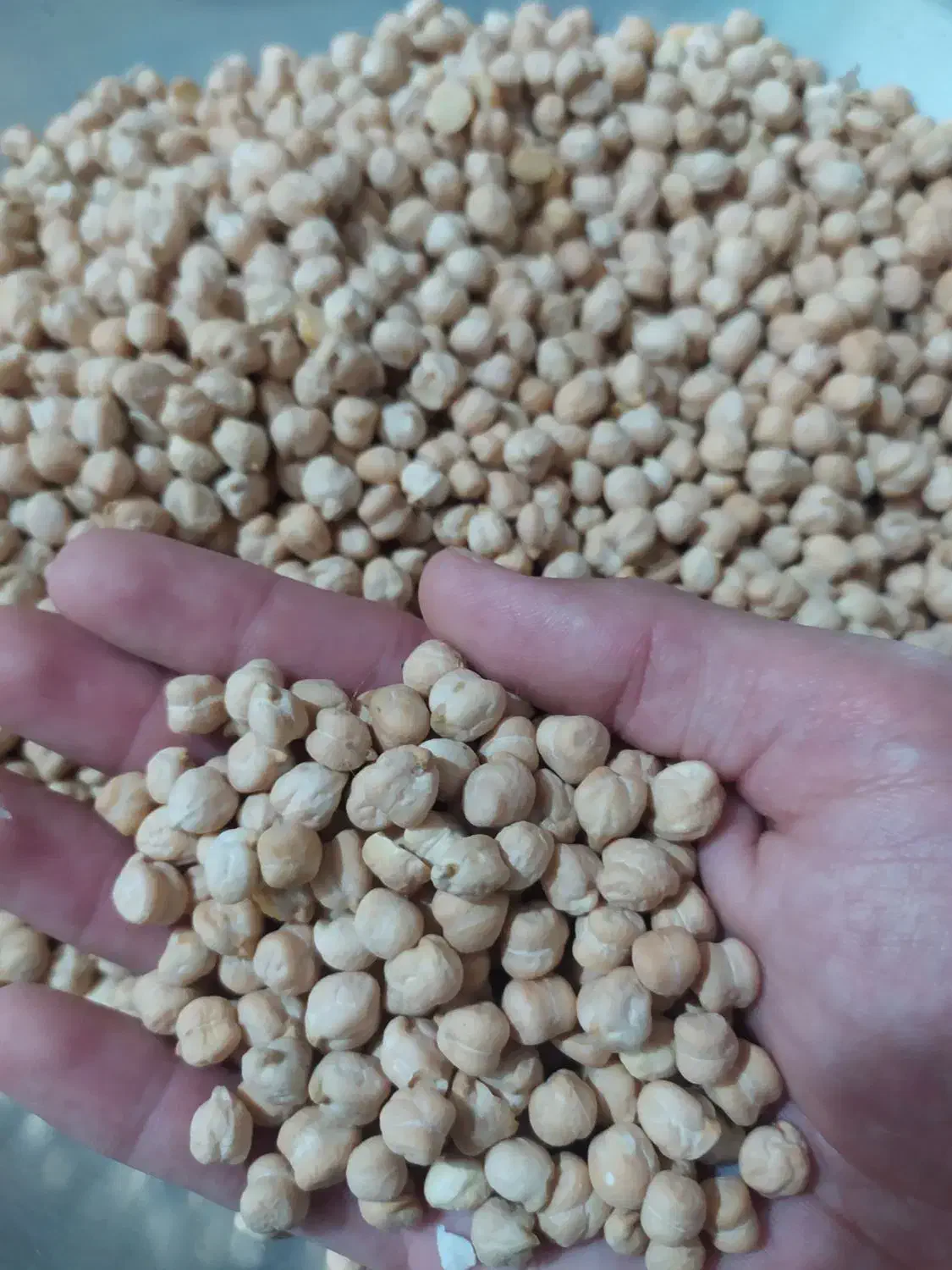 نخود پاییزه منصور|خوردنی و آشامیدنی|روانسر, |دیوار