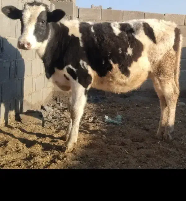 گاو گوساله نوبر تلیسه|حیوانات مزرعه|کامفیروز, |دیوار