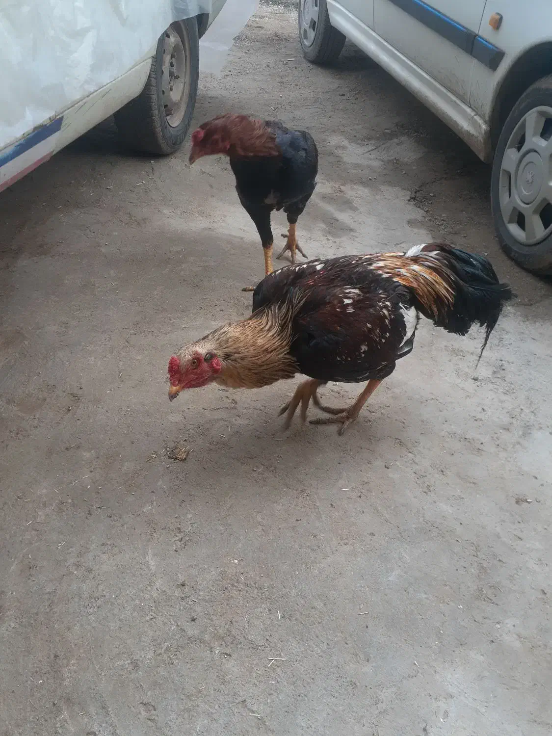 خروس|حیوانات مزرعه|جوانرود, |دیوار