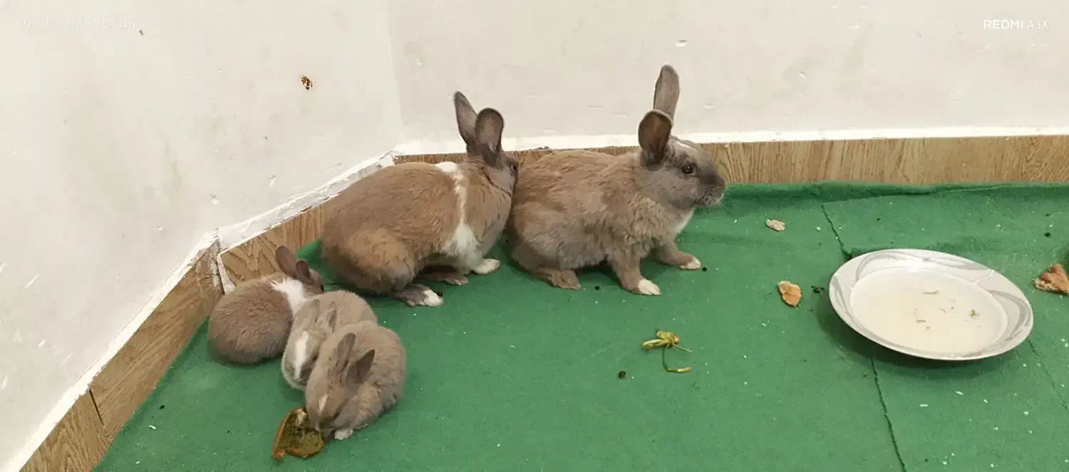 خرگوش|موش و خرگوش|مشهد, کلاته برفی|دیوار