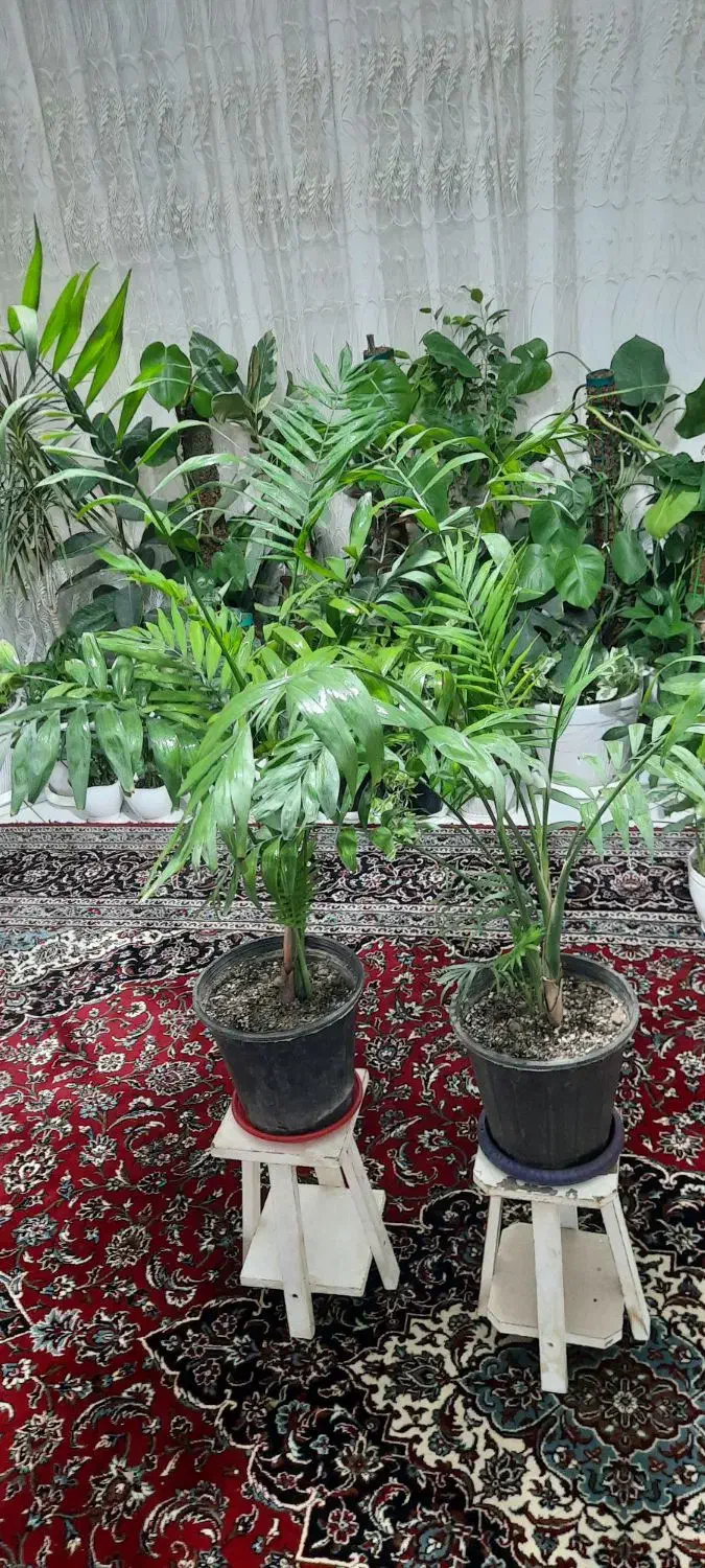 گلهای خونگی|حراج|تهران, امامت|دیوار