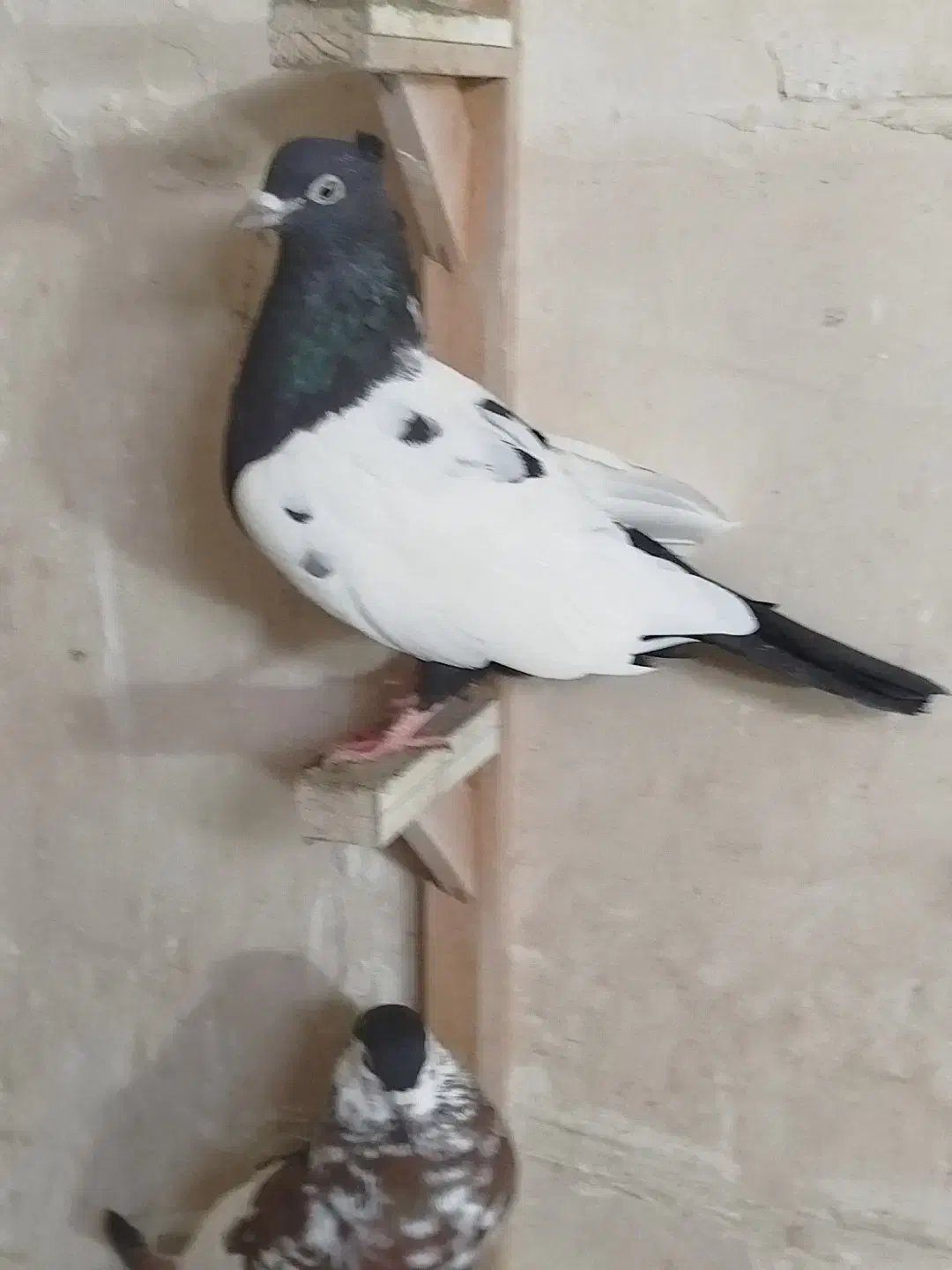 کبوتر|پرنده|گلمکان, |دیوار