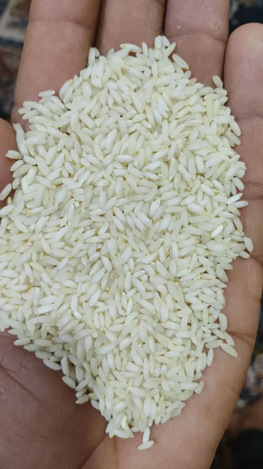 برنج عنبربو|خوردنی و آشامیدنی|اهواز, شهرک توسعه نیشکر|دیوار