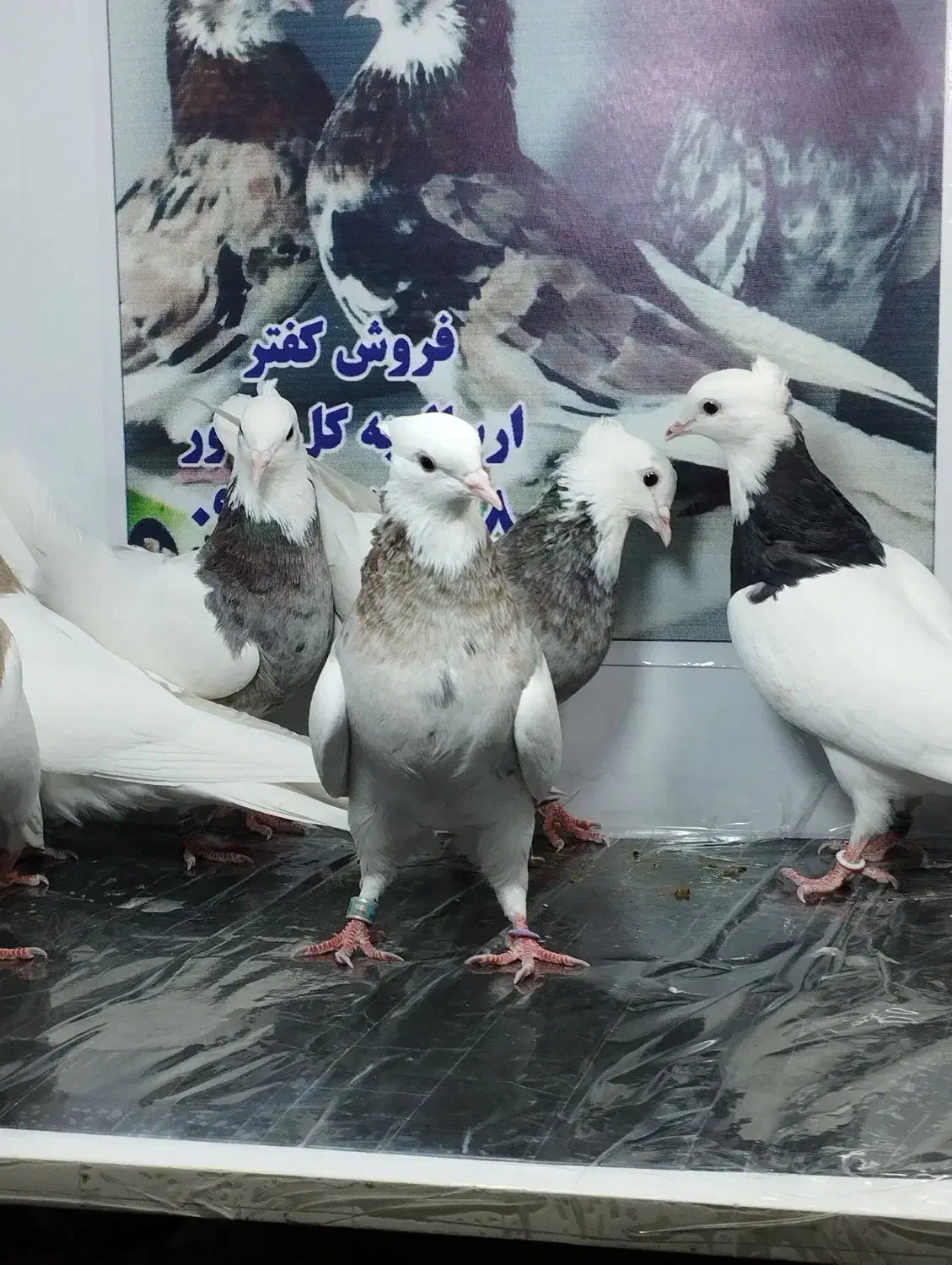 کفتر طوقی نسل دار|پرنده|پاکدشت, پاکدشت (مامازند)|دیوار