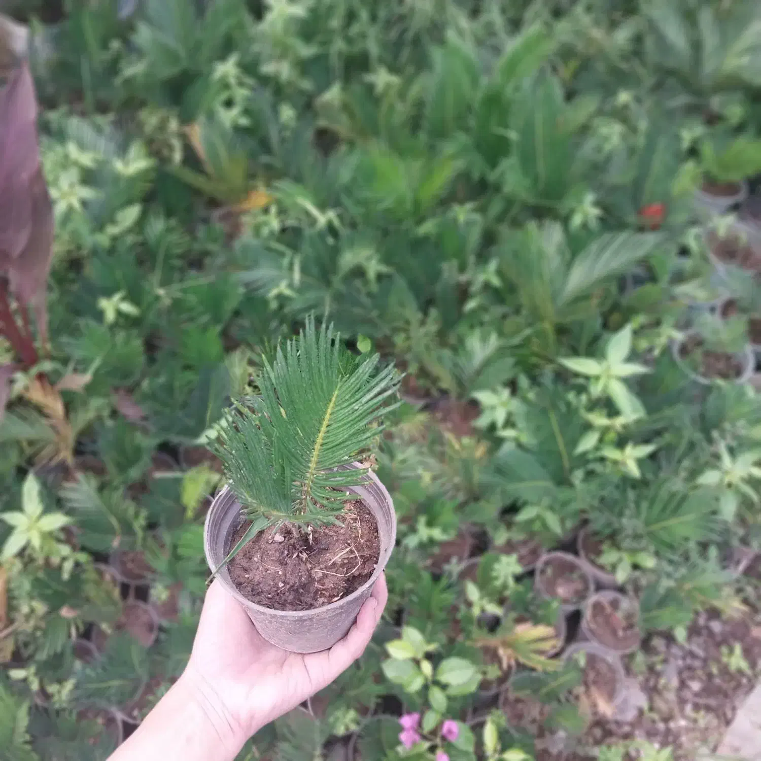 سیکاس فقط۵۰هزار تومان مطابق تصویر|گل و گیاه طبیعی|رشت, خواهر امام|دیوار