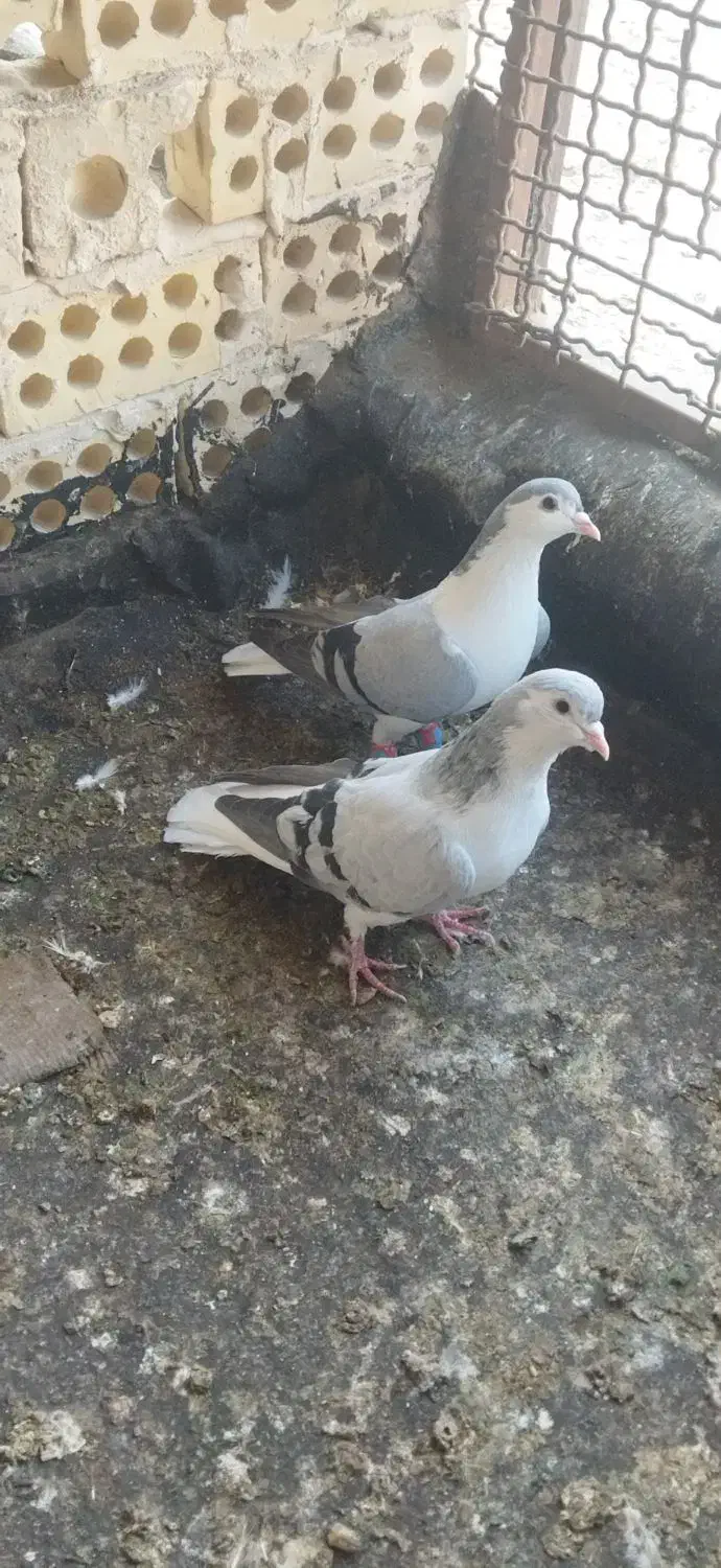 ساده و سرخ کرمونی|پرنده|مشهد, رده|دیوار