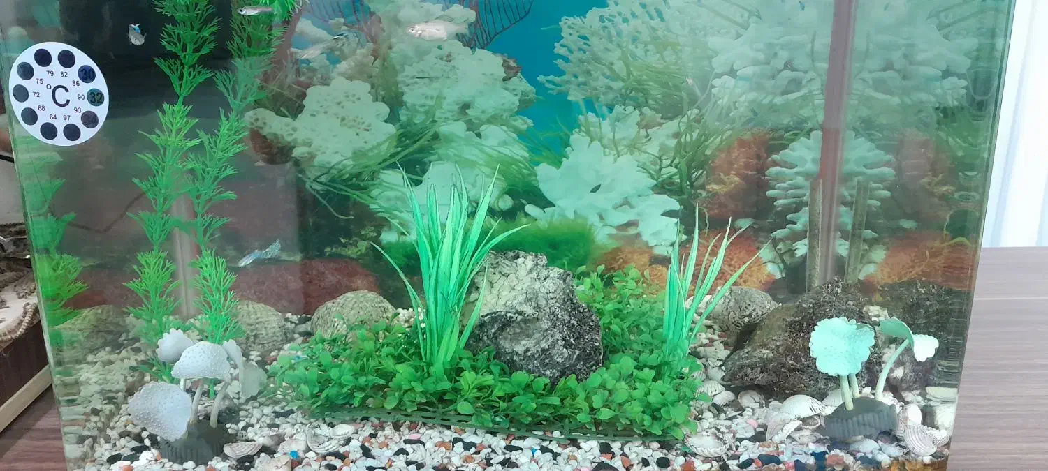 آکواریوم شیشه خم با کلی ماهی دوتا لج خوار|ماهی|شاهرود, |دیوار