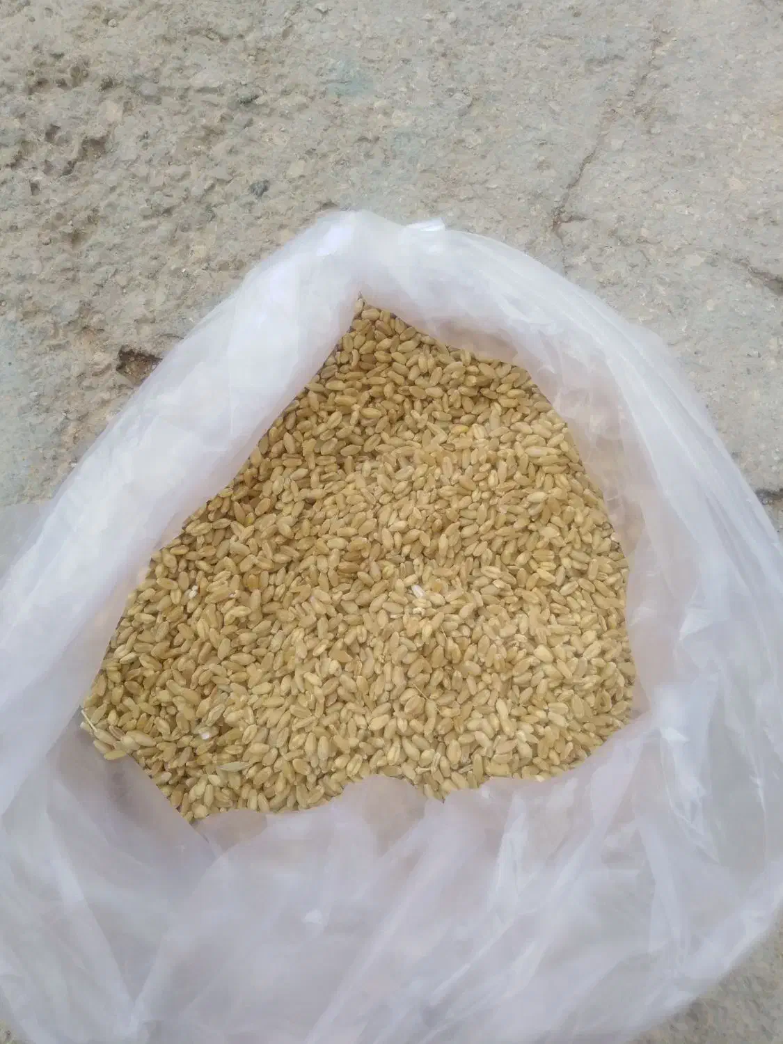 گندم|خوردنی و آشامیدنی|زرنه, |دیوار