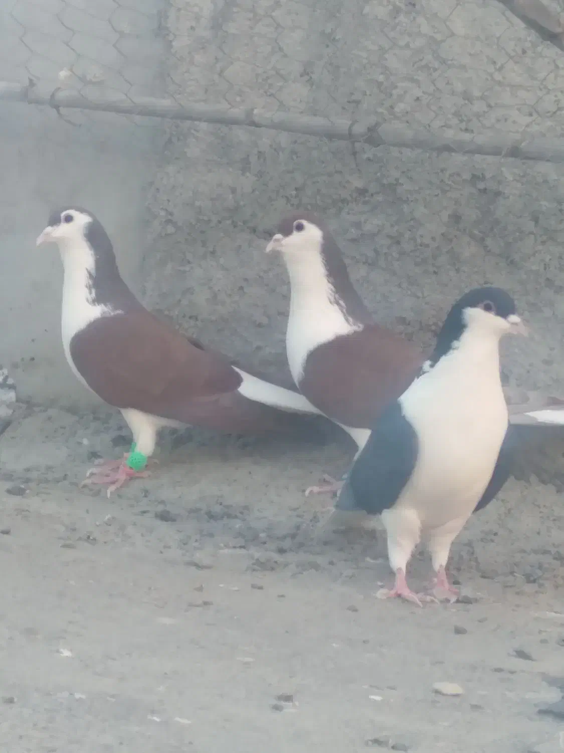 کبوتررنگی|پرنده|خان ببین, |دیوار