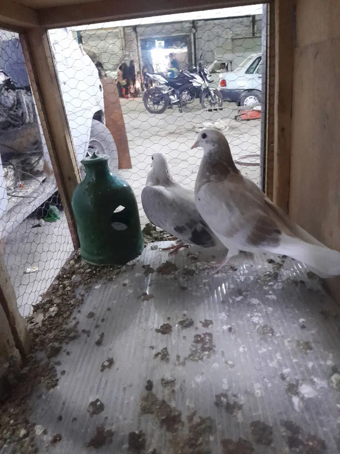 کبوتر|پرنده|خاوران, |دیوار