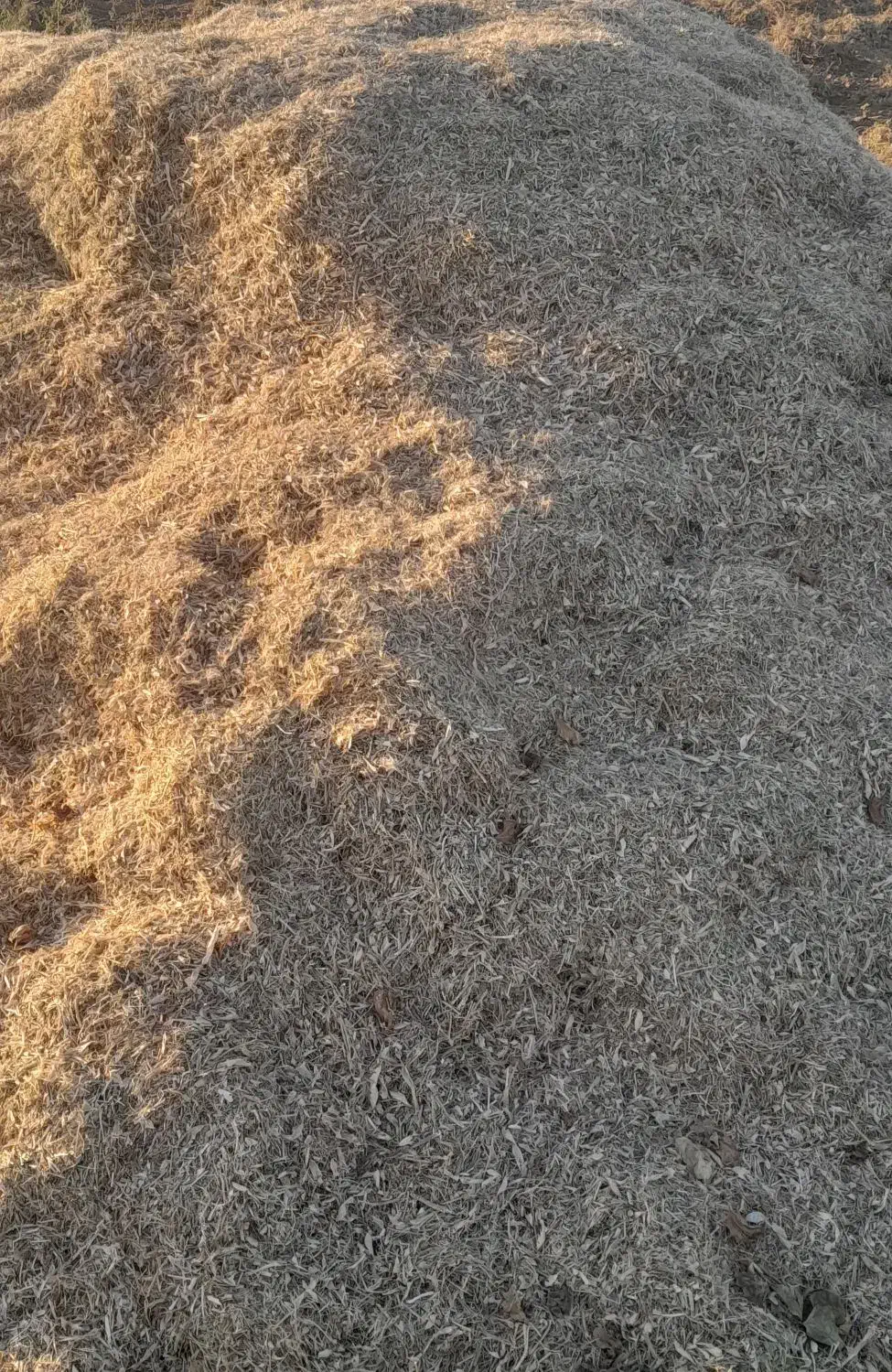 فروش کاه لوبیا درجه یک|لوازم جانبی حیوانات|قیدار, |دیوار