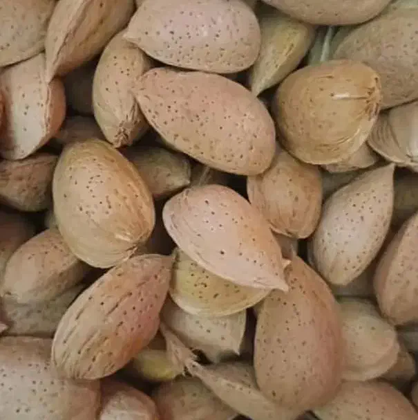 بادام با مغز دوقلو|خوردنی و آشامیدنی|شیراز, کوشک میدان|دیوار