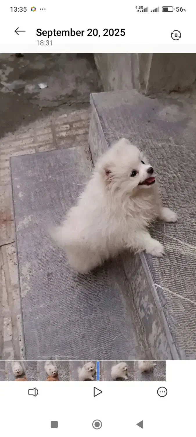 سگ پامرانین|حیوانات|کرمانشاه, |دیوار