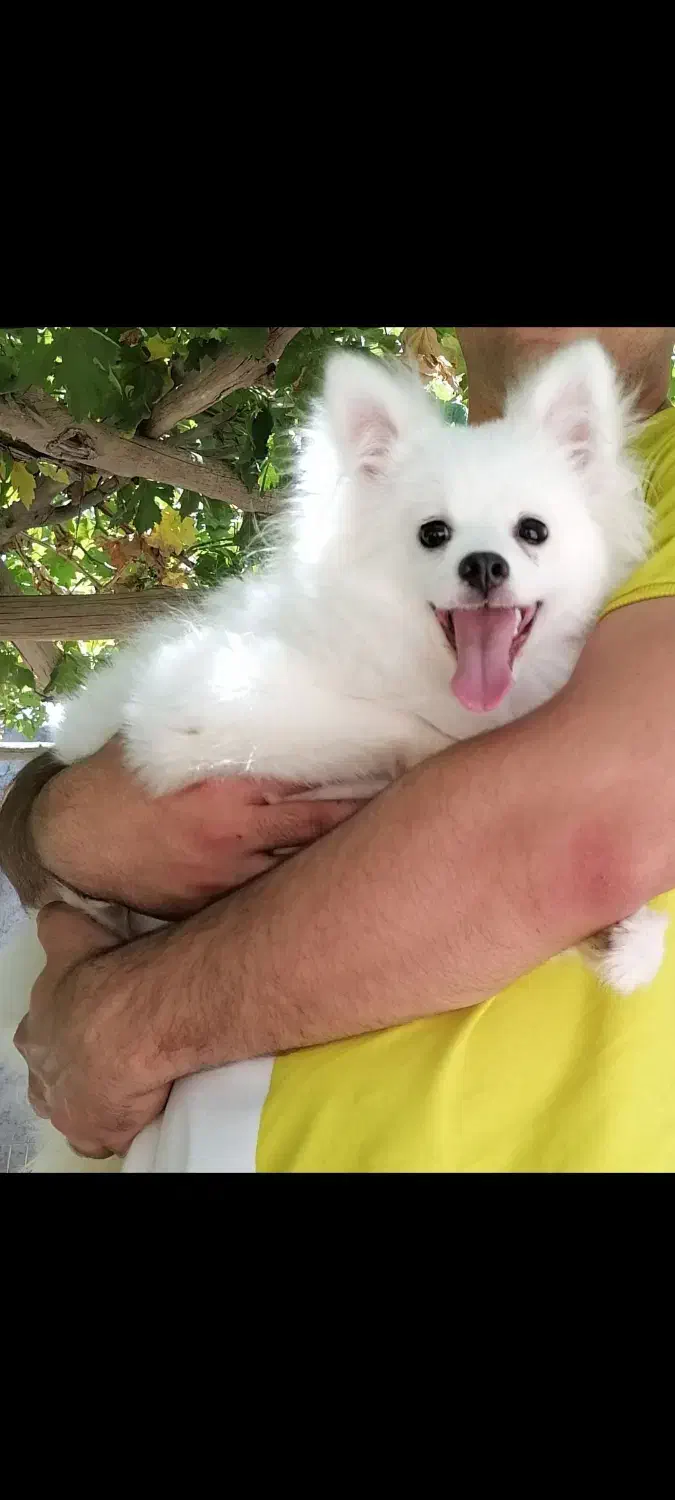 سگ پاکوتاه|سگ|راور, |دیوار