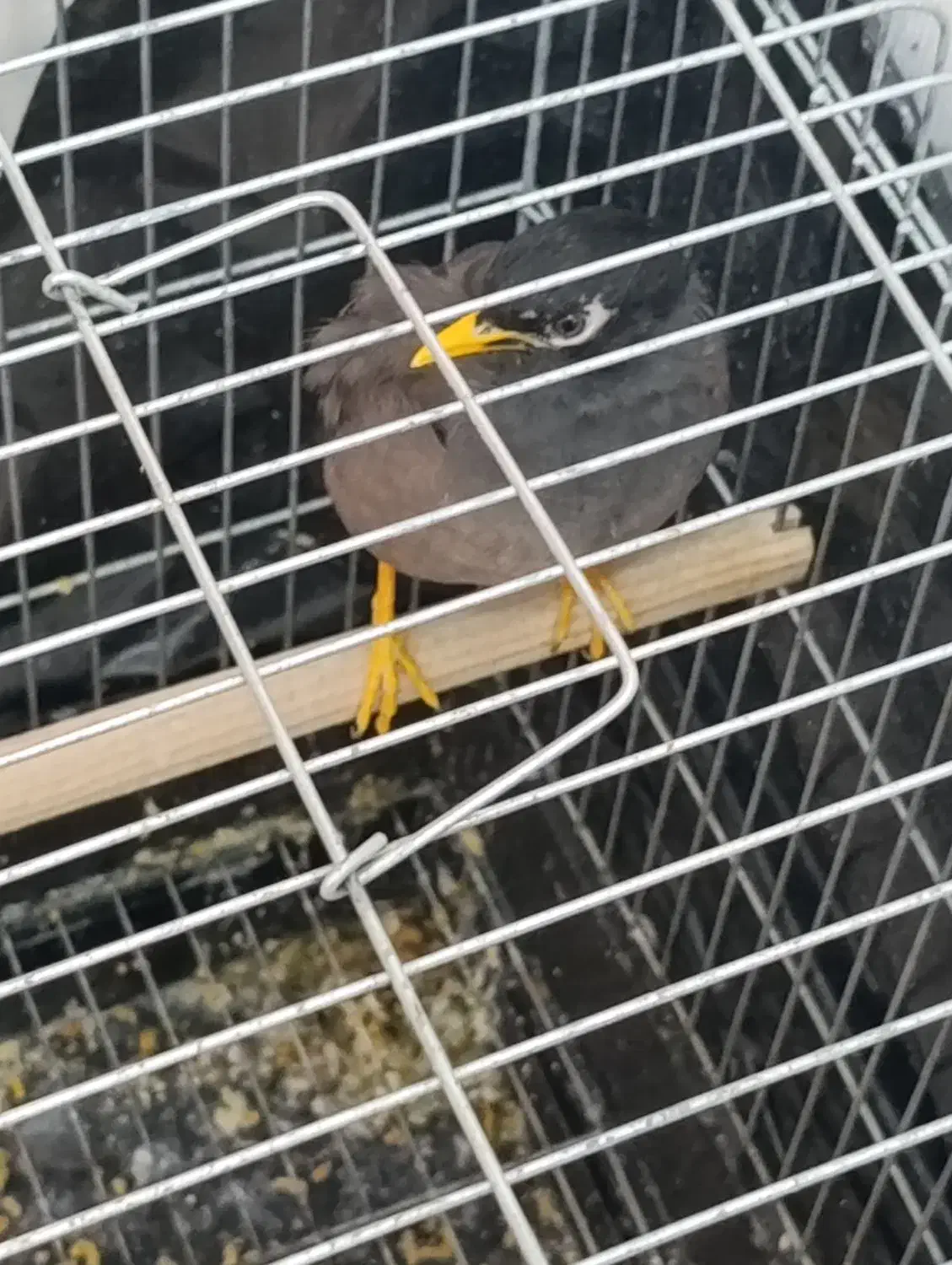 مرغ مینا سخنگو|پرنده|شیراز, سلطان آباد|دیوار