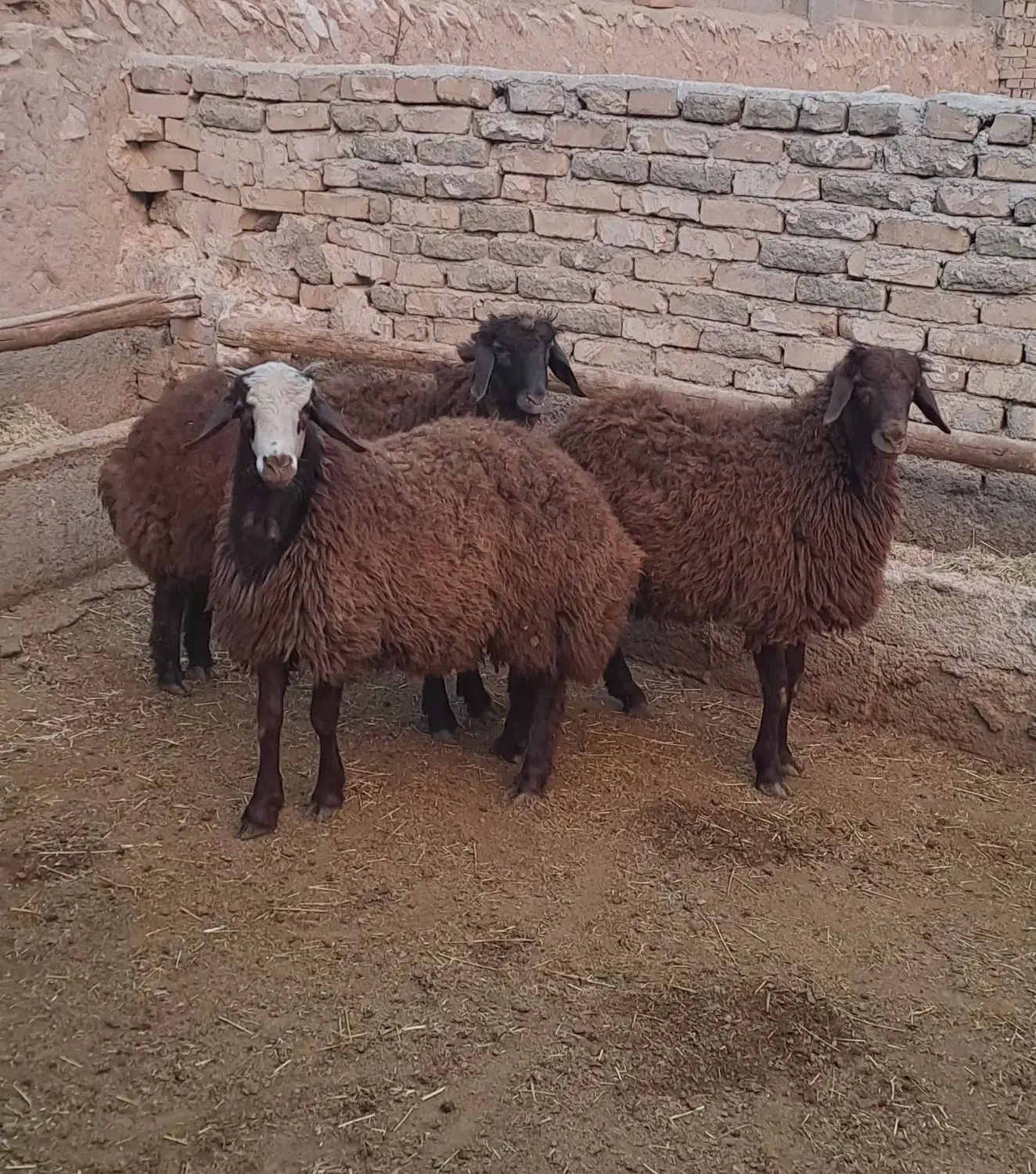 بره نر درجه یک گوسفند بز میش|حیوانات مزرعه|همدان, |دیوار