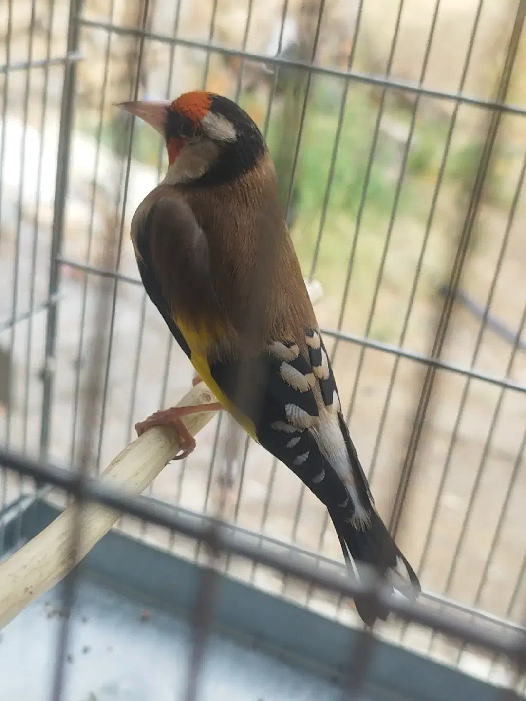 سهره جفتی|پرنده|تهران, جوادیه|دیوار