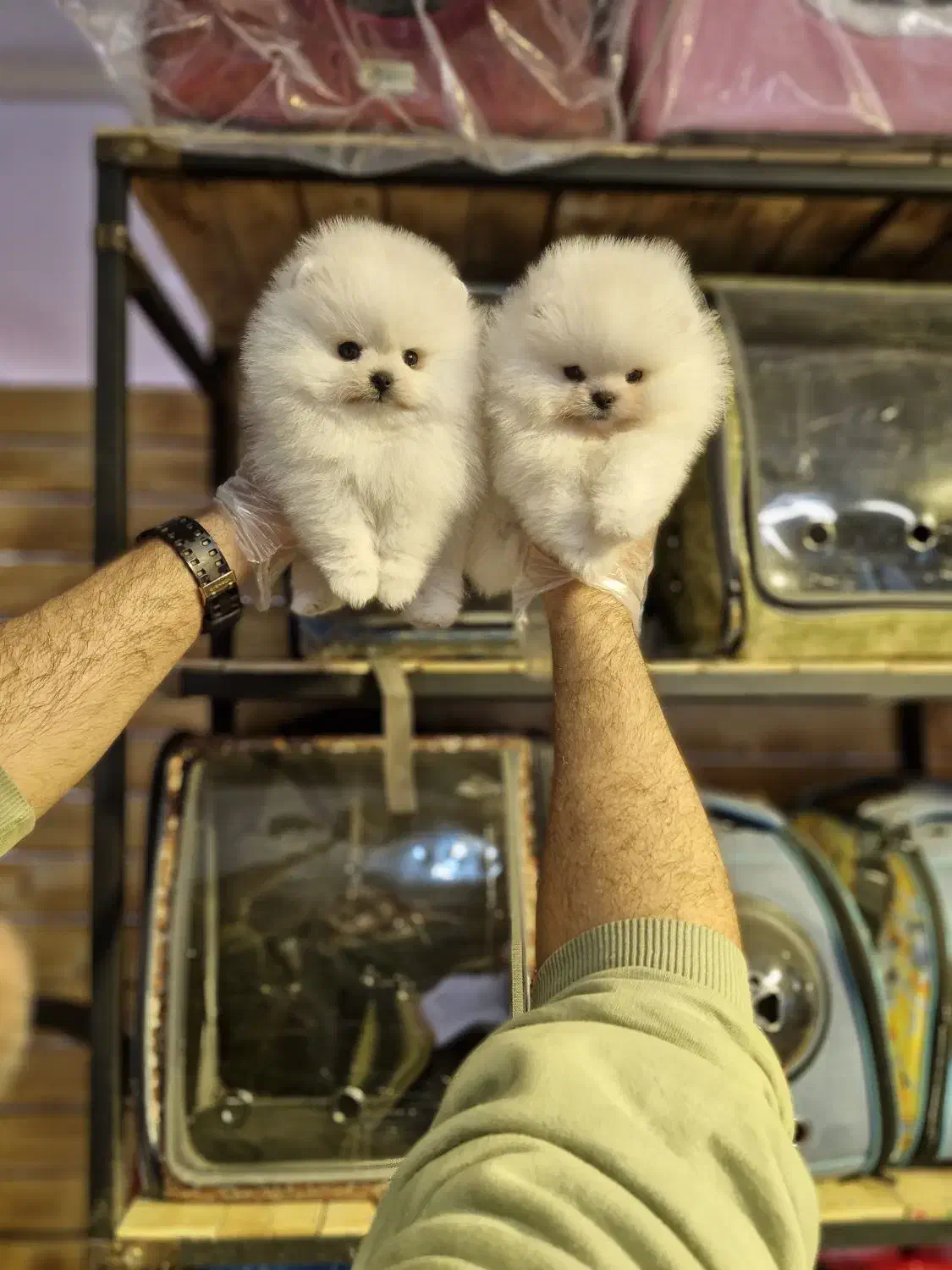 پامرانین خرسی|سگ|تهران, پونک|دیوار