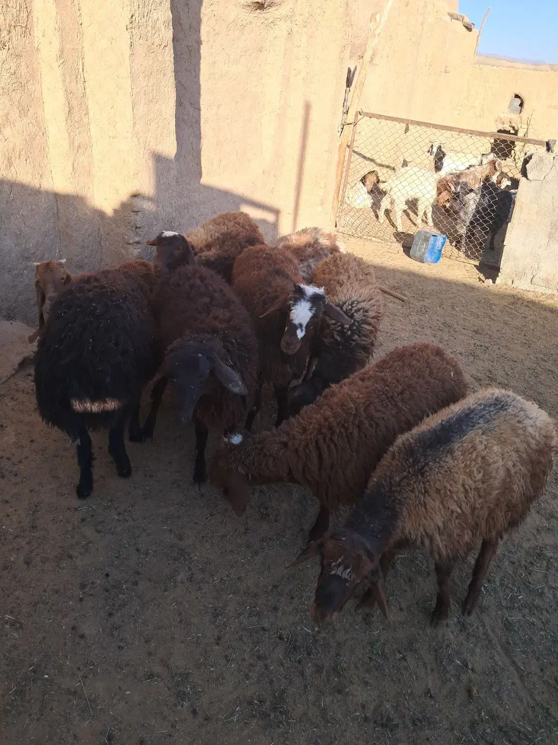 بره نر پای پروار|حیوانات مزرعه|سبزوار, قصبه غربی|دیوار