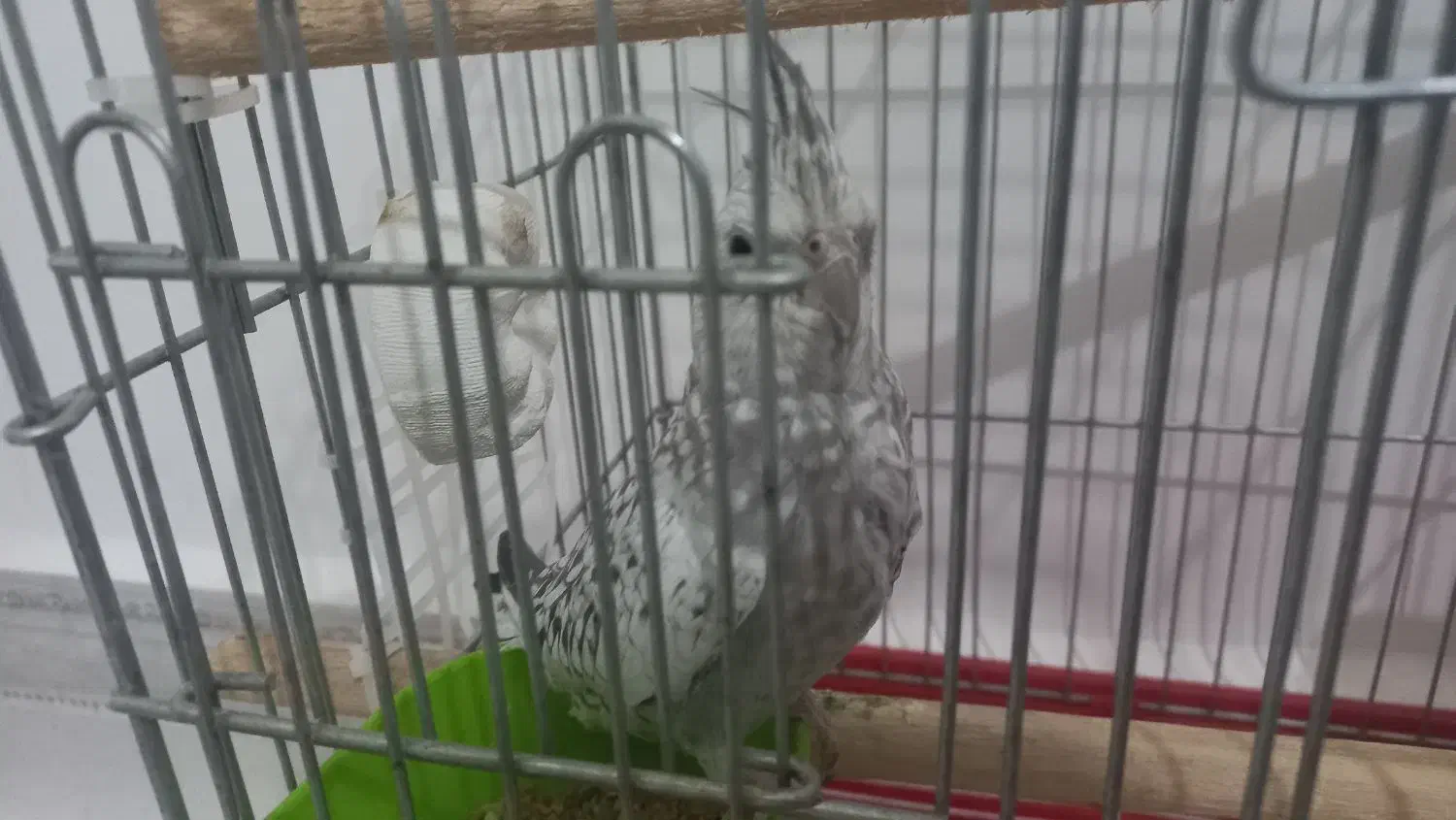 عروس هلندی ایزابلا|پرنده|ایلام, |دیوار