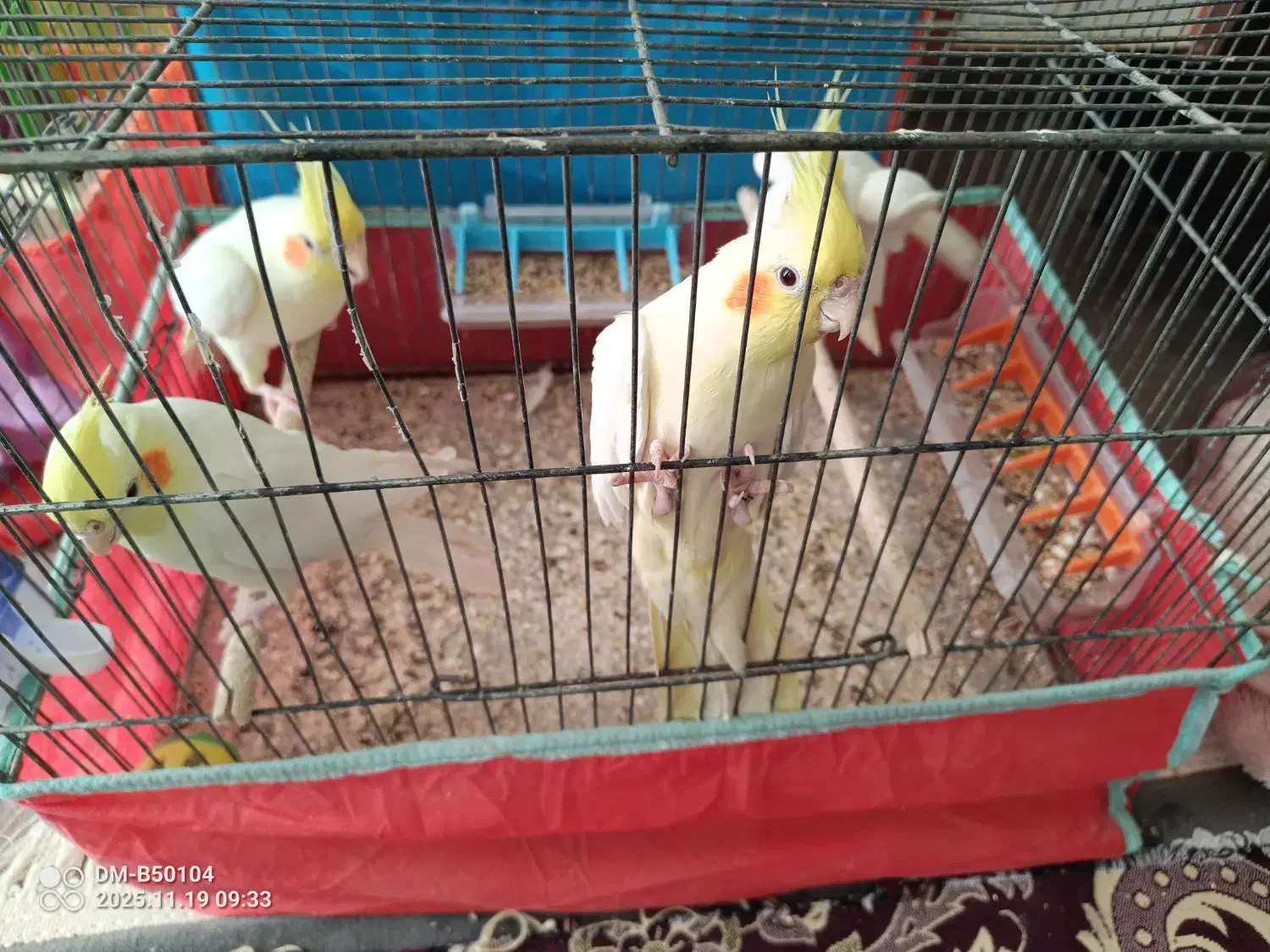 عروس هلندی|پرنده|قم, در بهشت|دیوار