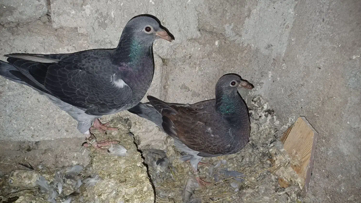 کبوتر دوبر وطوقی کمری|پرنده|اردبیل, |دیوار