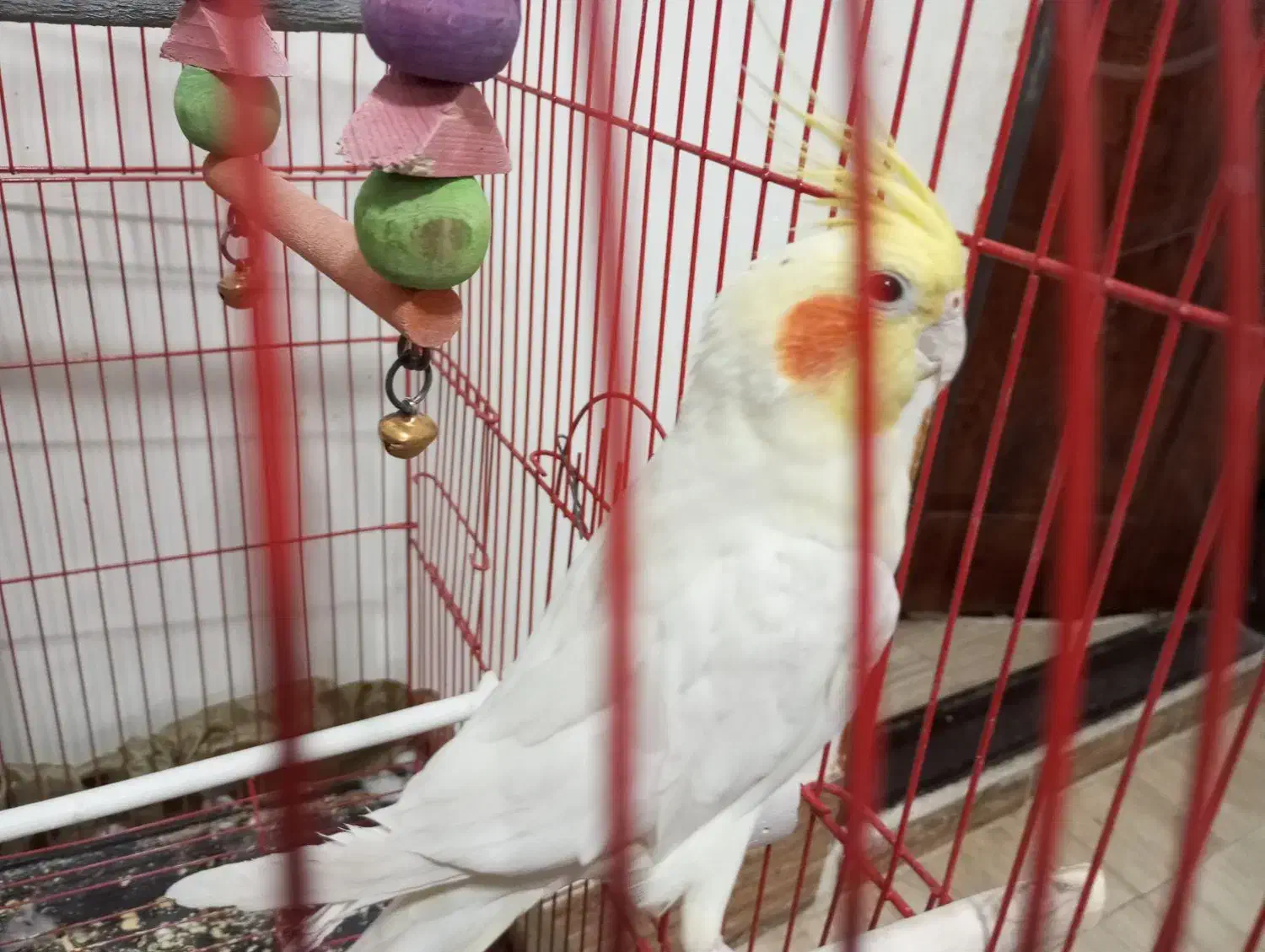 عروس هلندی نر سخن گو|پرنده|کدکن, |دیوار