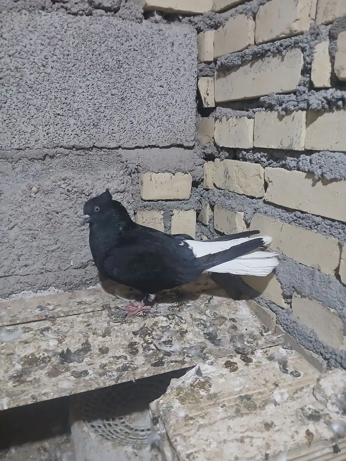 کبوتر دم سفید|پرنده|شوش, |دیوار