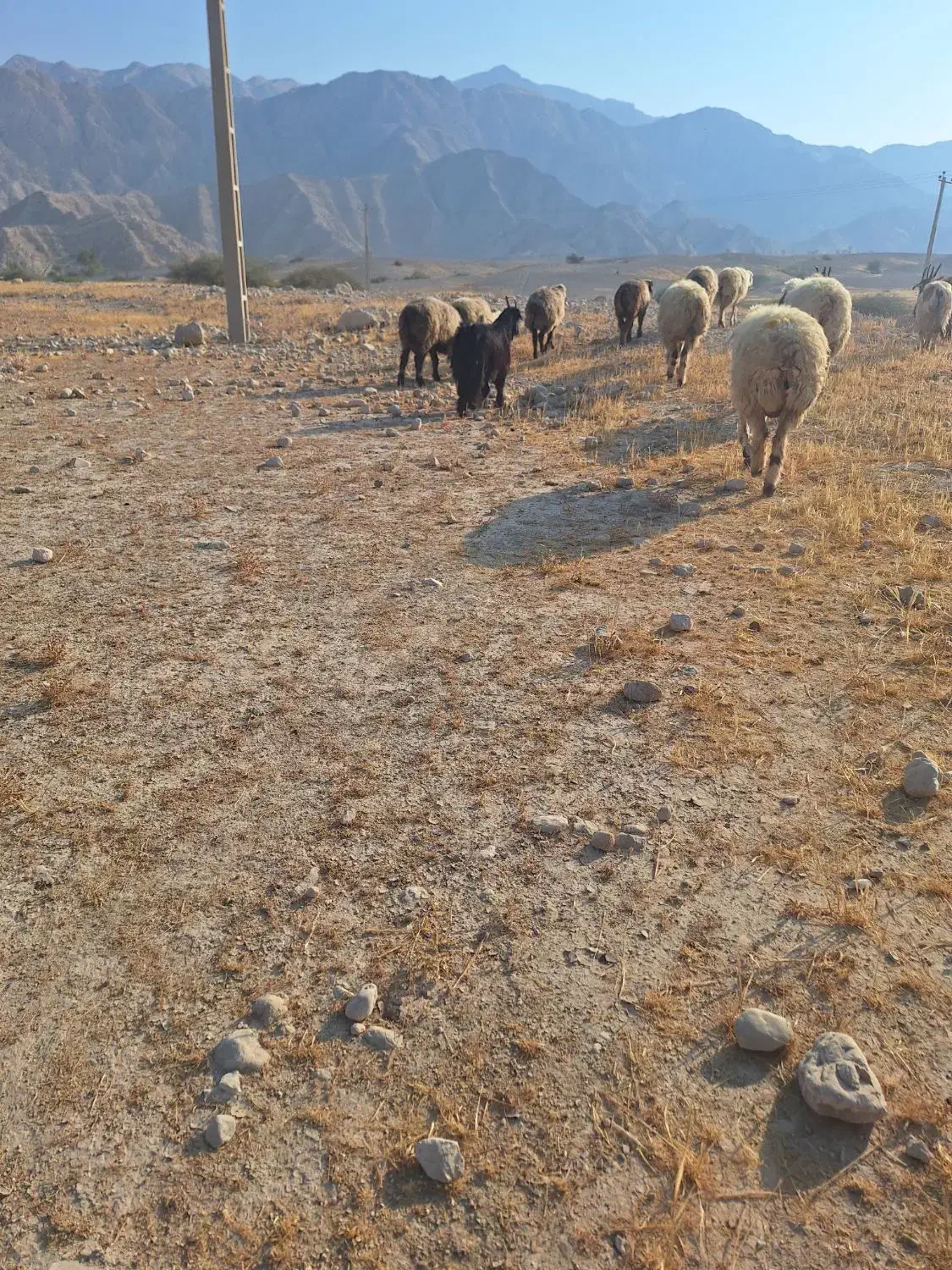 کهره شیری|حیوانات مزرعه|برازجان, |دیوار